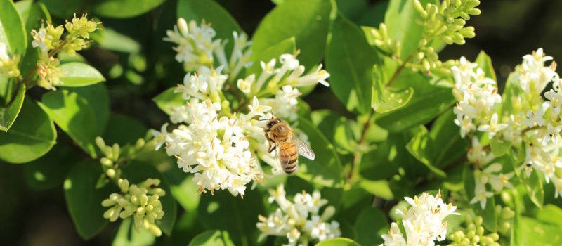 abeille-fleurs-parfum-nature