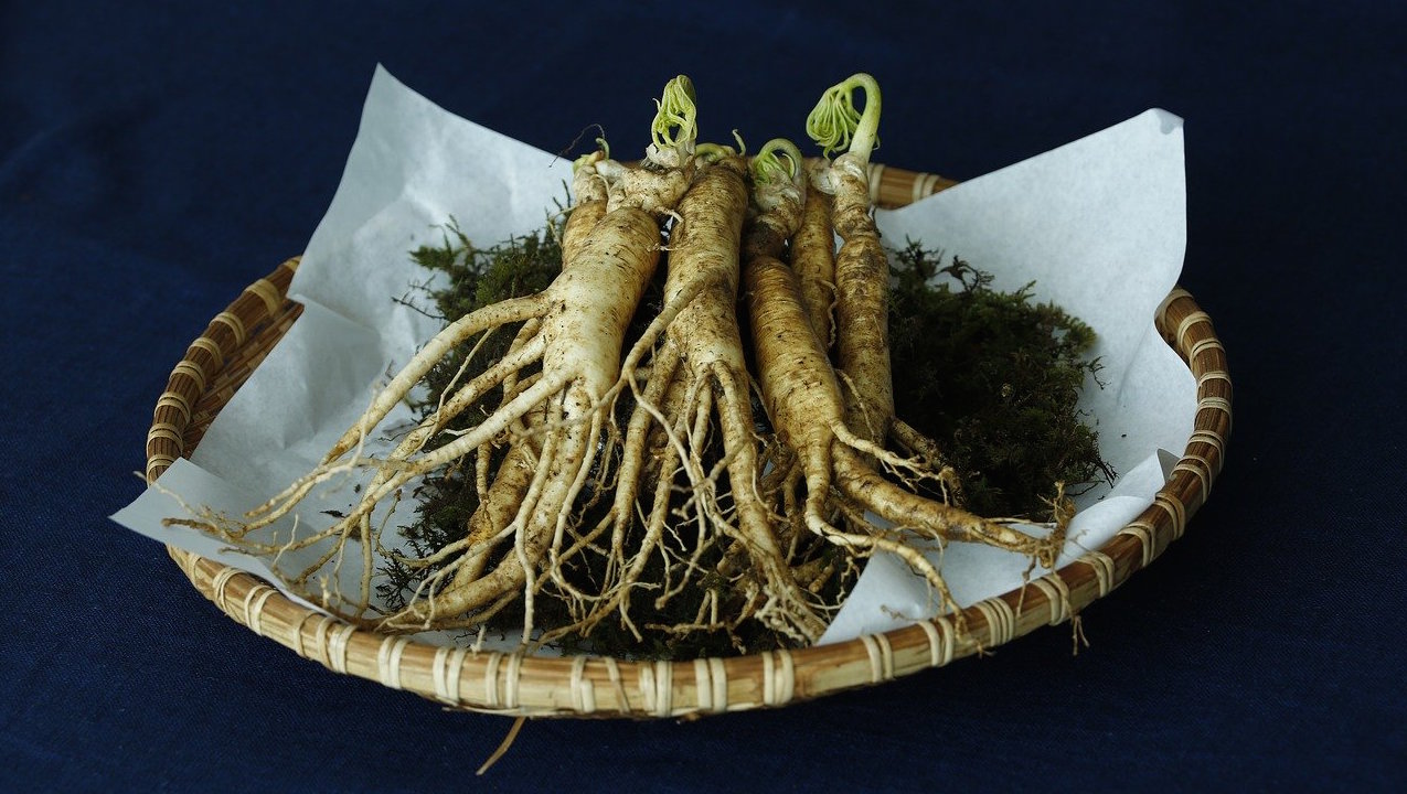 panax-ginseng-medecine-traditionnelle-chinoise