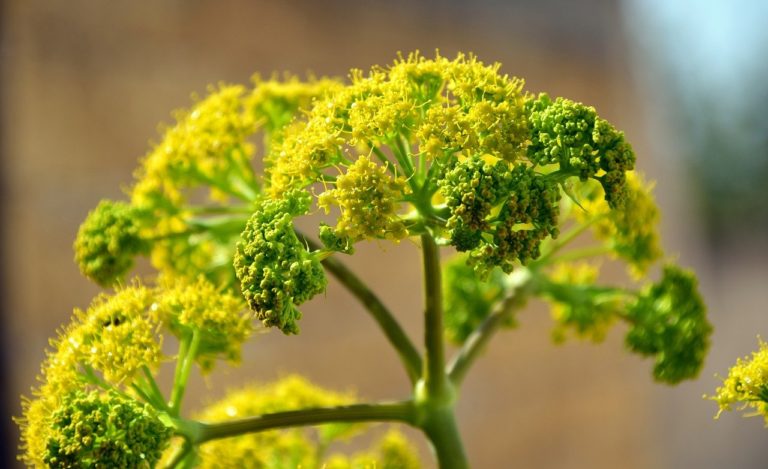 3 plantes connues et utilisées par les bons herboristes pour vous aider